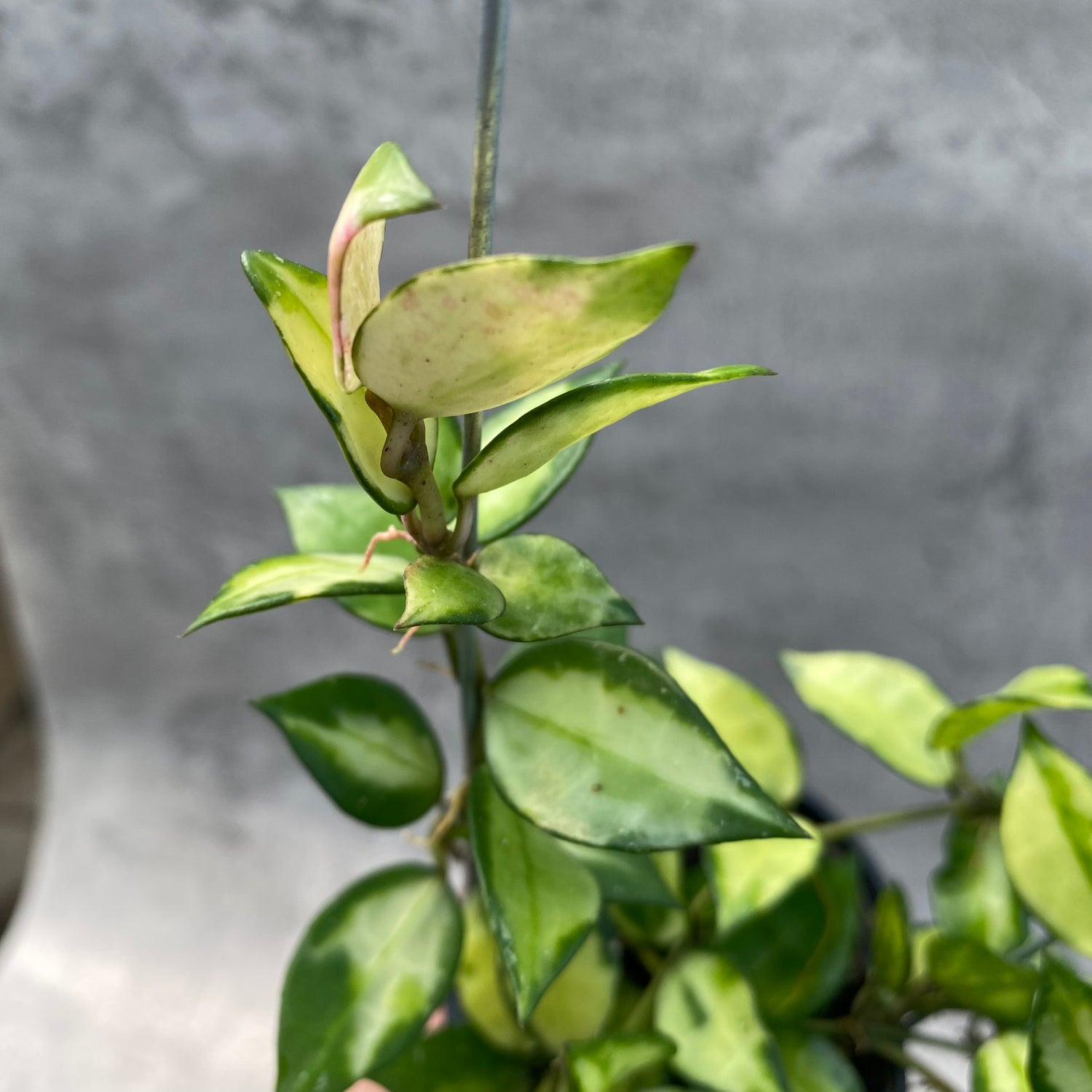 RP49-8 Hoya Lacunosa Agni