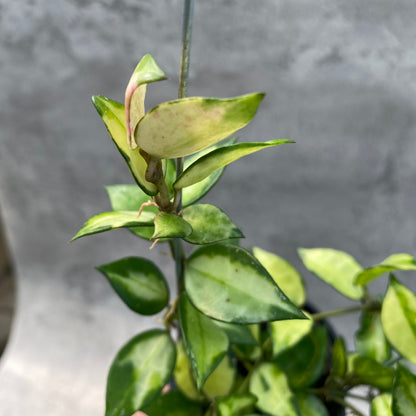 RP49-8 Hoya Lacunosa Agni