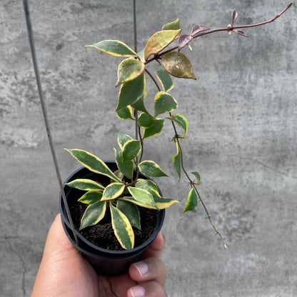 RP63-8 Hoya Bakaoensis Albomarginata
