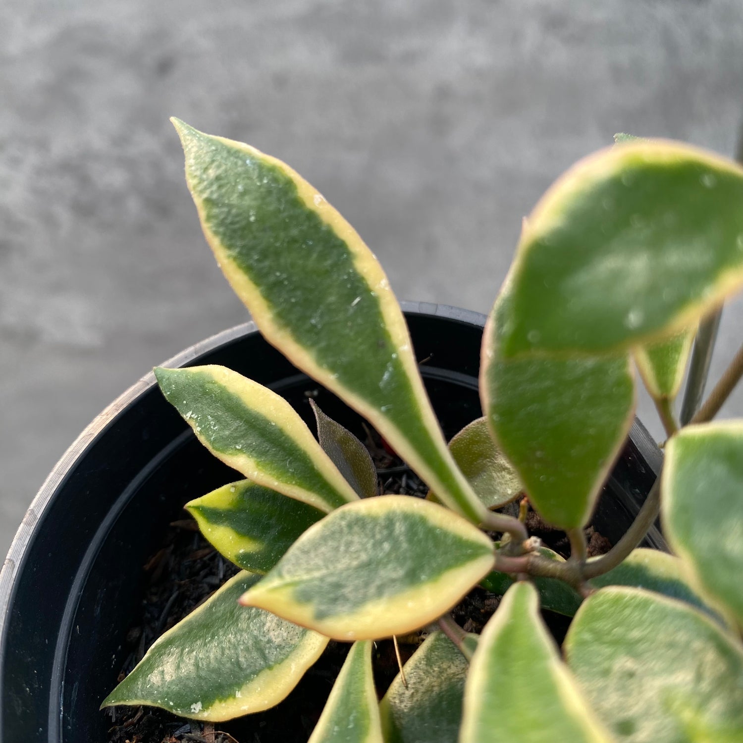 RP63-8 Hoya Bakaoensis Albomarginata