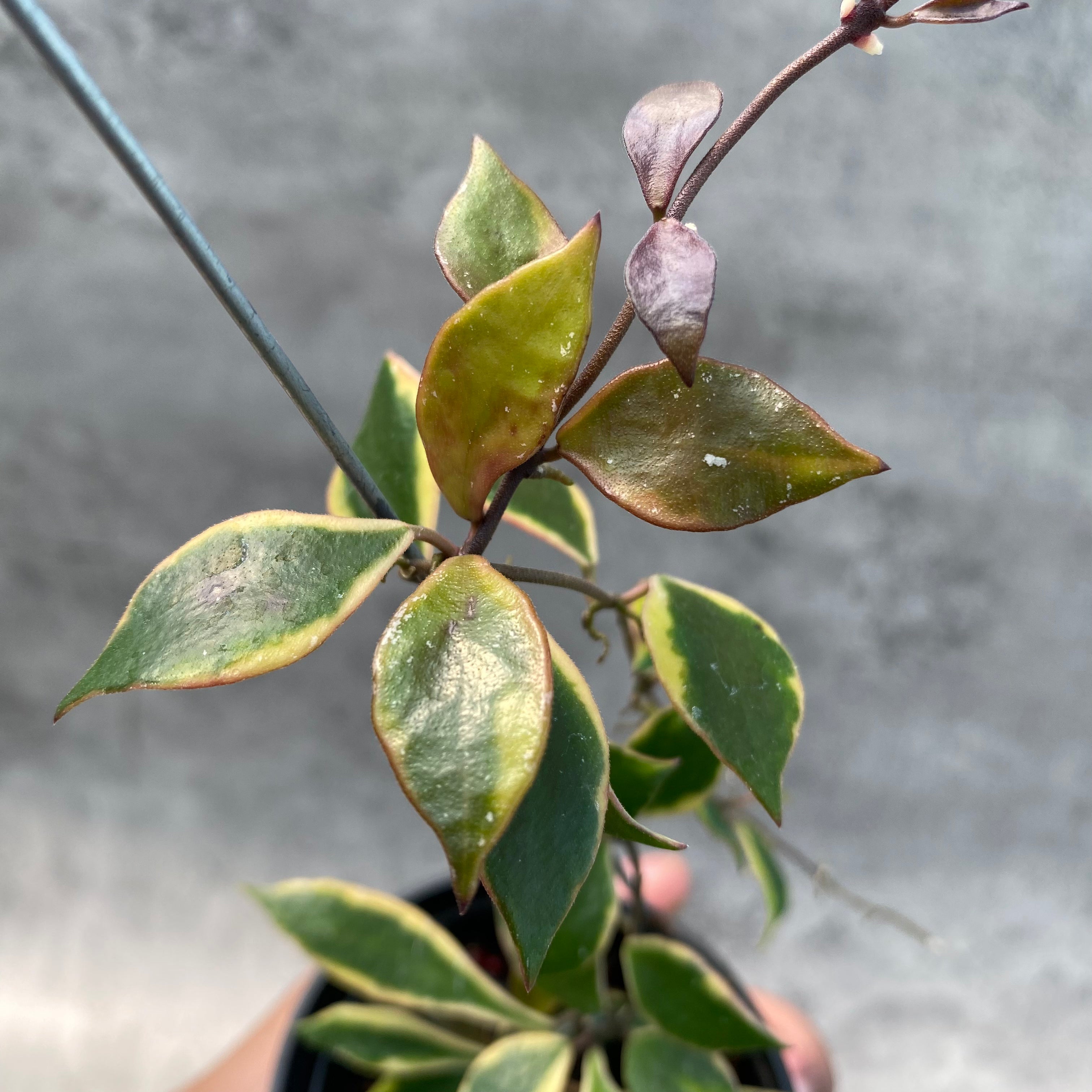 RP63-8 Hoya Bakaoensis Albomarginata