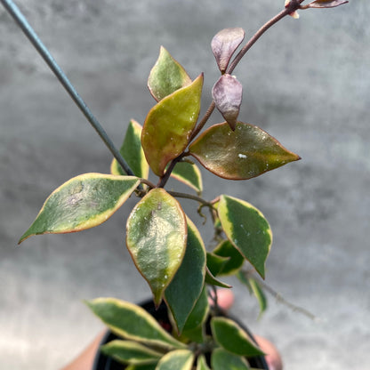 RP63-8 Hoya Bakaoensis Albomarginata