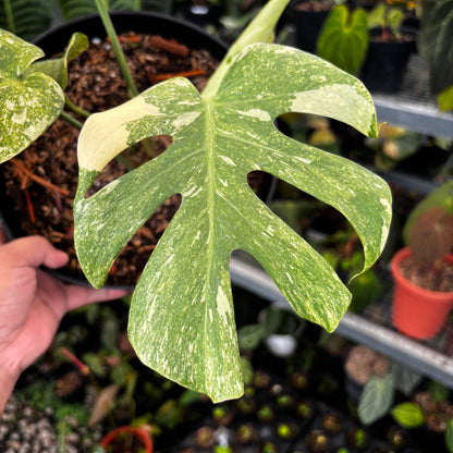 monstera deliciosa legacy variegated Monstera Legacy – Greenspaces.id