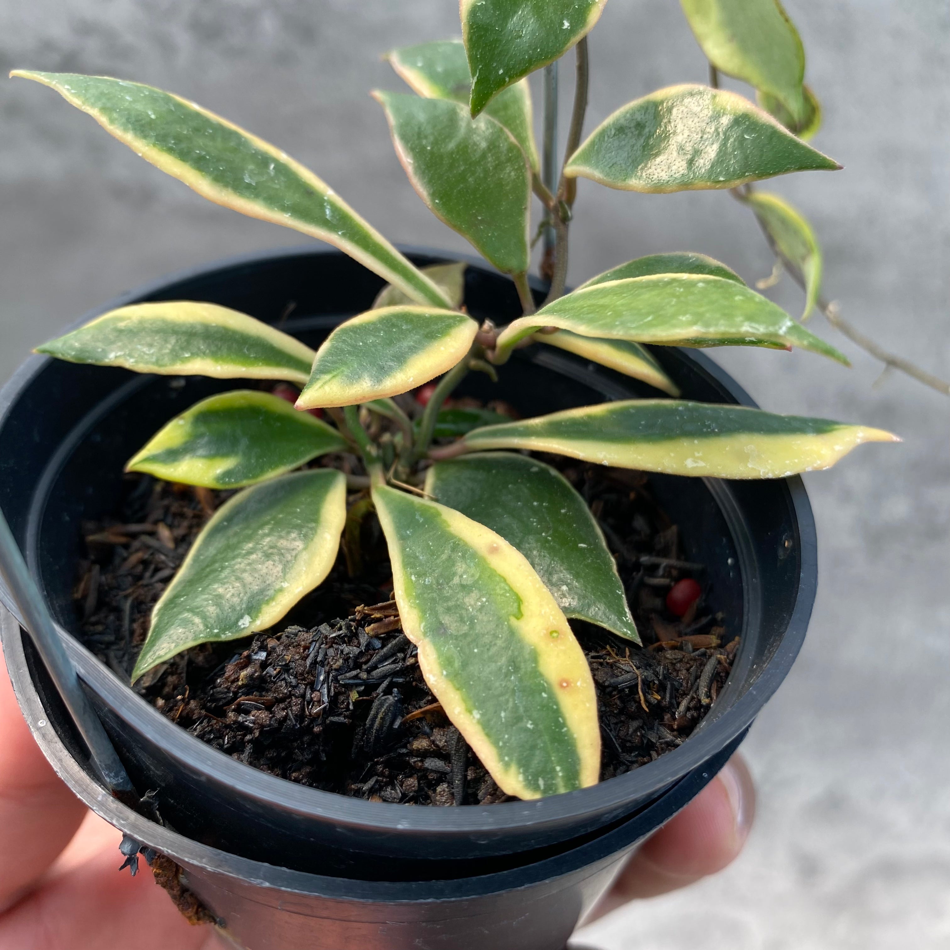 RP63-8 Hoya Bakaoensis Albomarginata