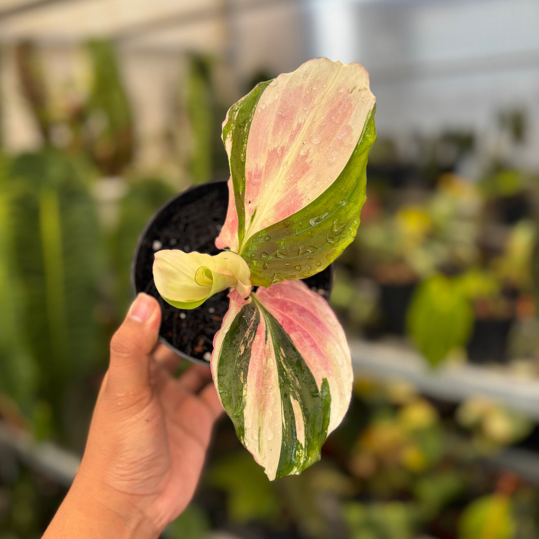 🎁 Kaempferia Variegated (100% off)