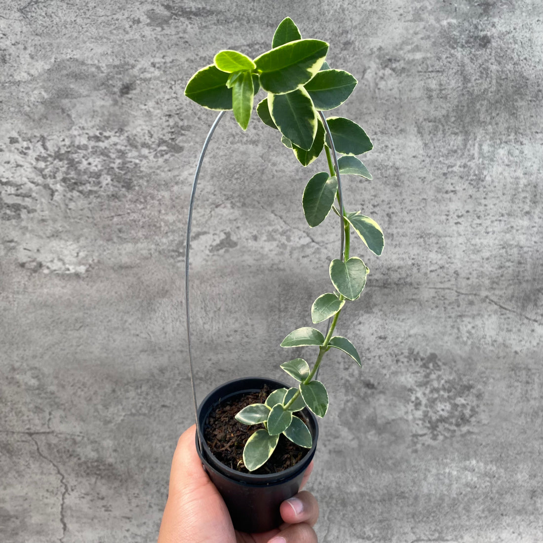 RP51-8 Hoya Cumingiana Albomarginata