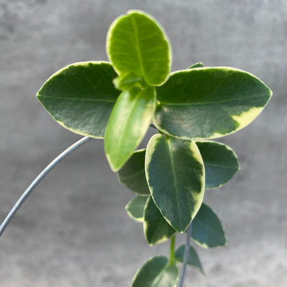 RP51-8 Hoya Cumingiana Albomarginata
