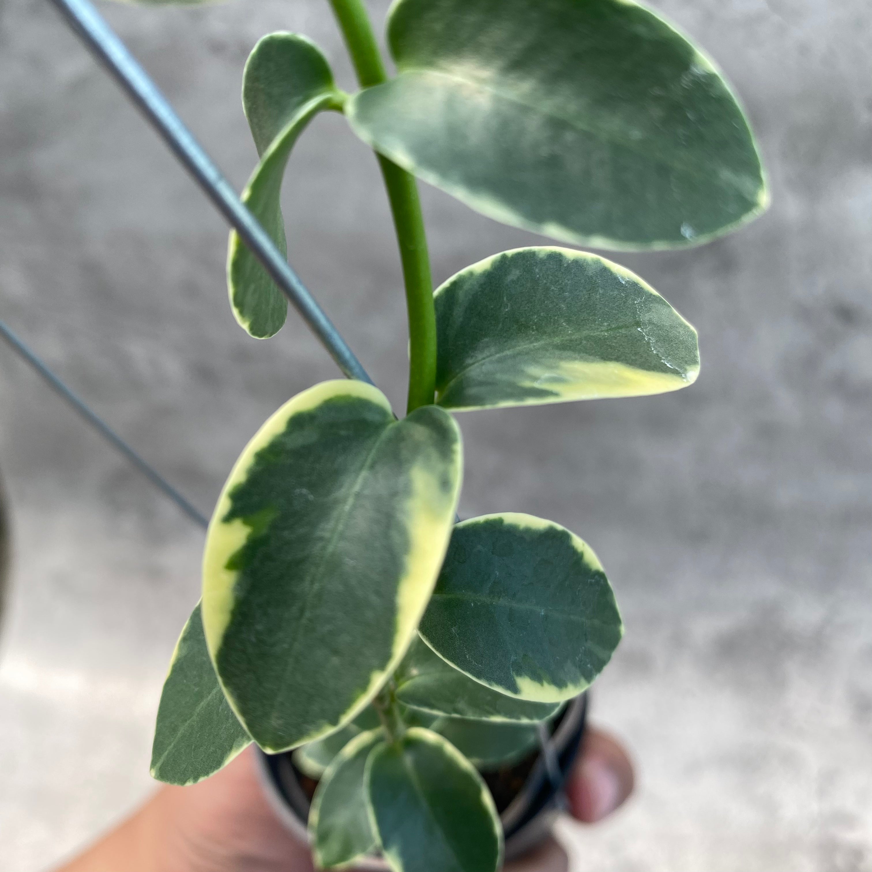 RP51-8 Hoya Cumingiana Albomarginata