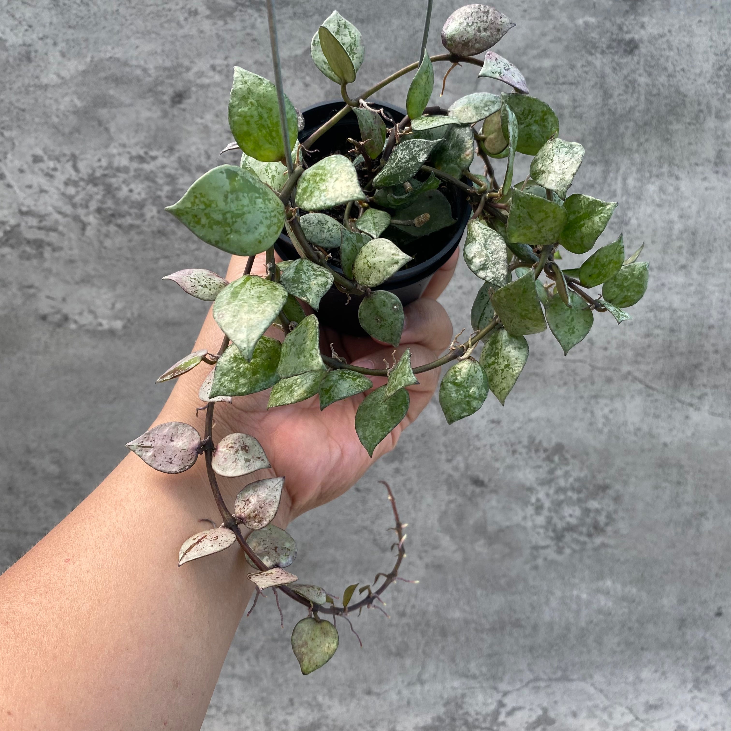 RP48-8 Hoya Lacunosa Black Aurora