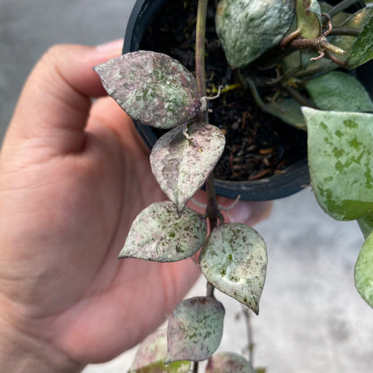 RP48-8 Hoya Lacunosa Black Aurora