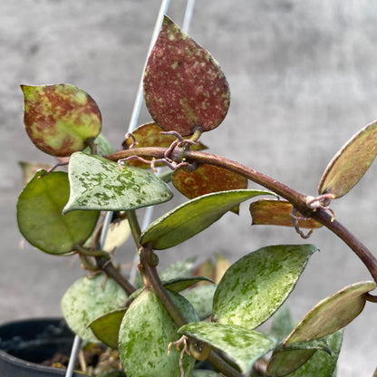 RP48-8 Hoya Lacunosa Black Aurora