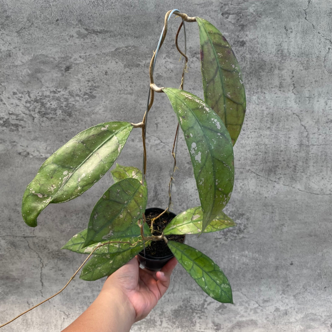 RP55-8 Hoya Clemensiorum Splash SP Borneo