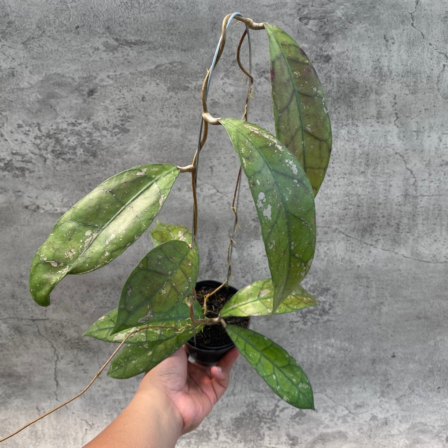 RP55-8 Hoya Clemensiorum Splash SP Borneo