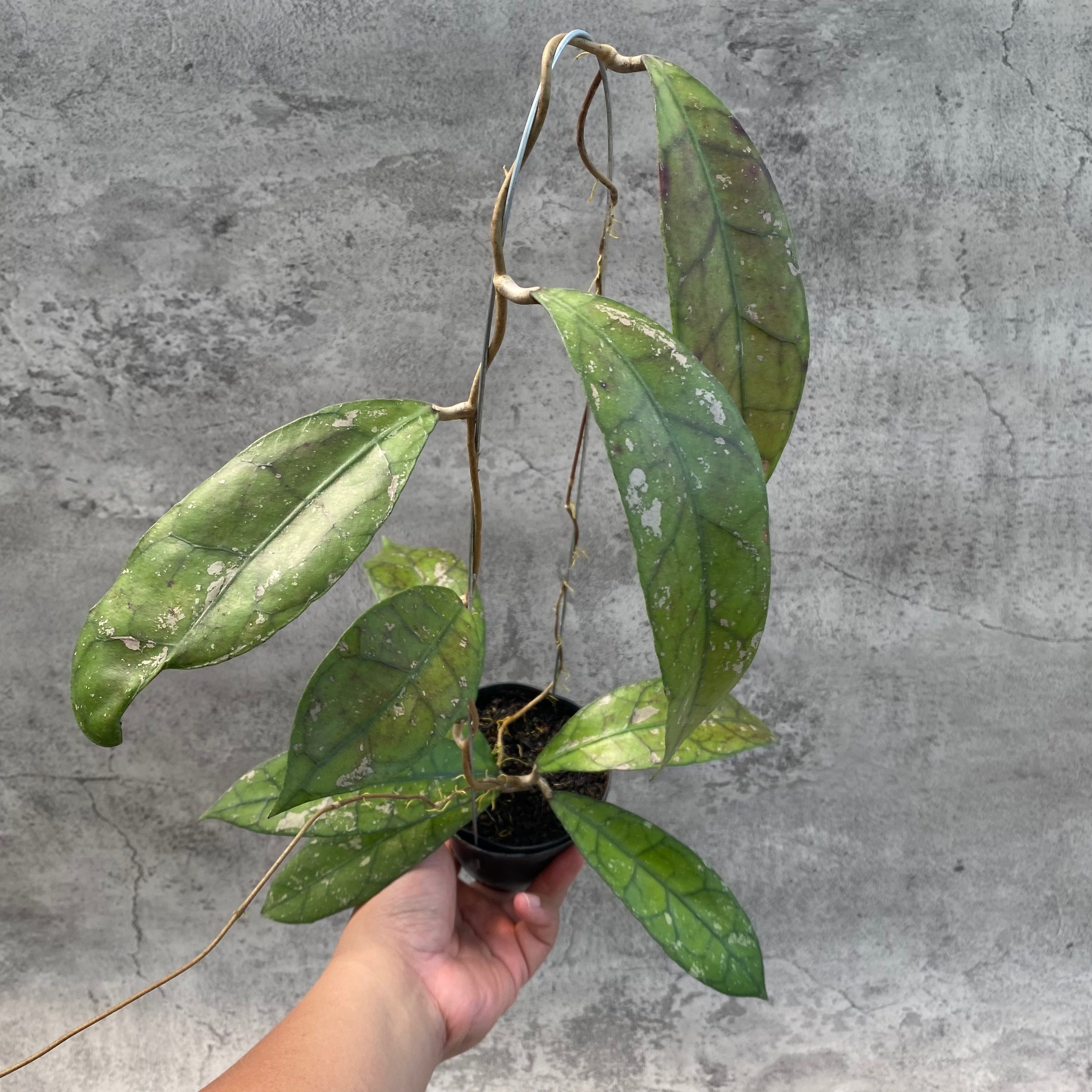 RP55-8 Hoya Clemensiorum Splash SP Borneo