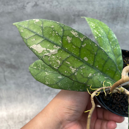 RP55-8 Hoya Clemensiorum Splash SP Borneo