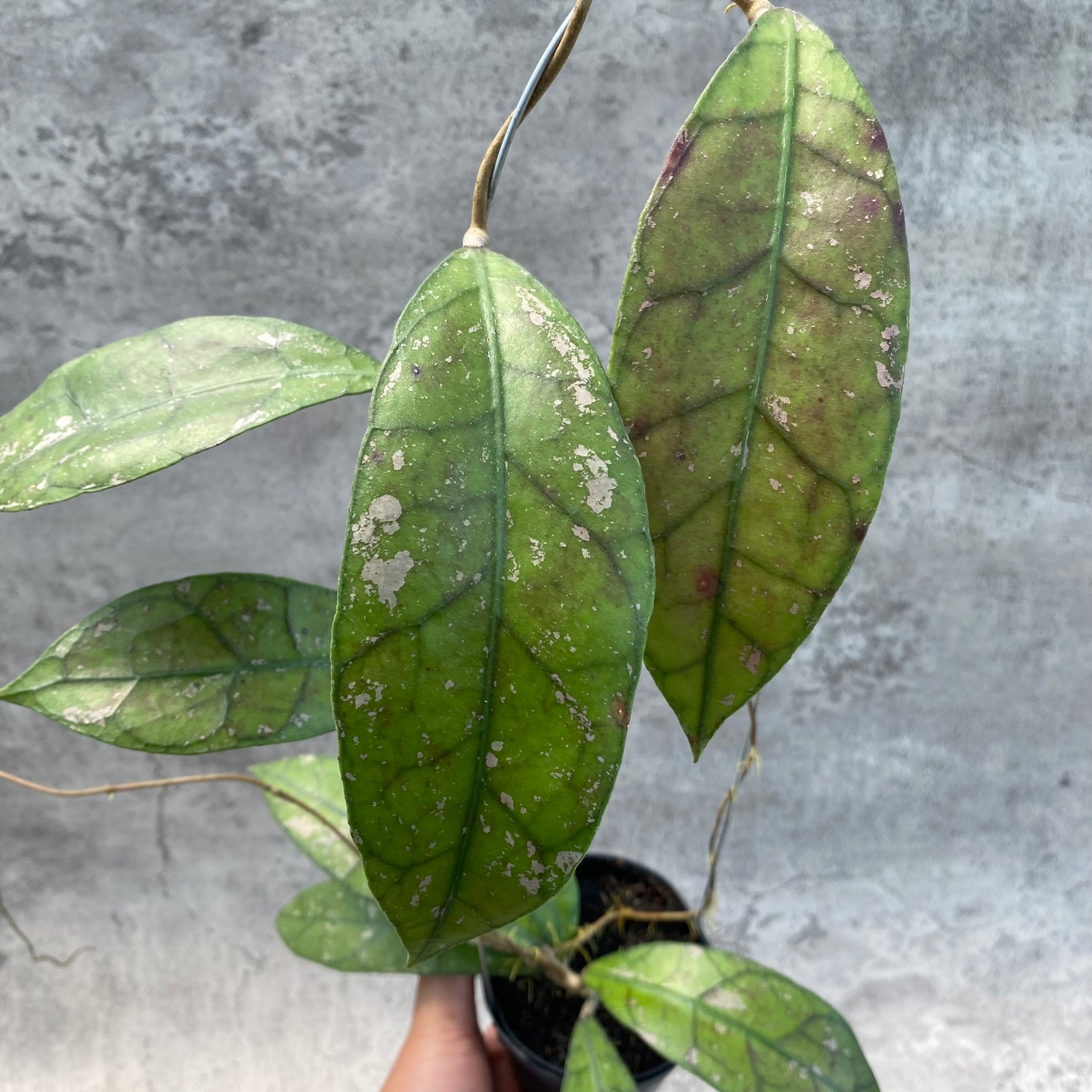 RP55-8 Hoya Clemensiorum Splash SP Borneo