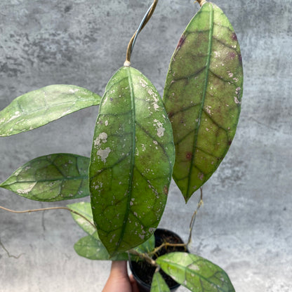 RP55-8 Hoya Clemensiorum Splash SP Borneo