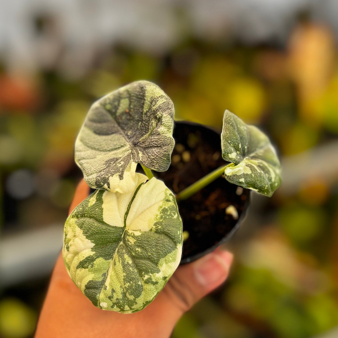 Alocasia Melo Badak Variegated