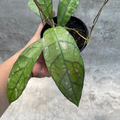 RP55-8 Hoya Clemensiorum Splash SP Borneo