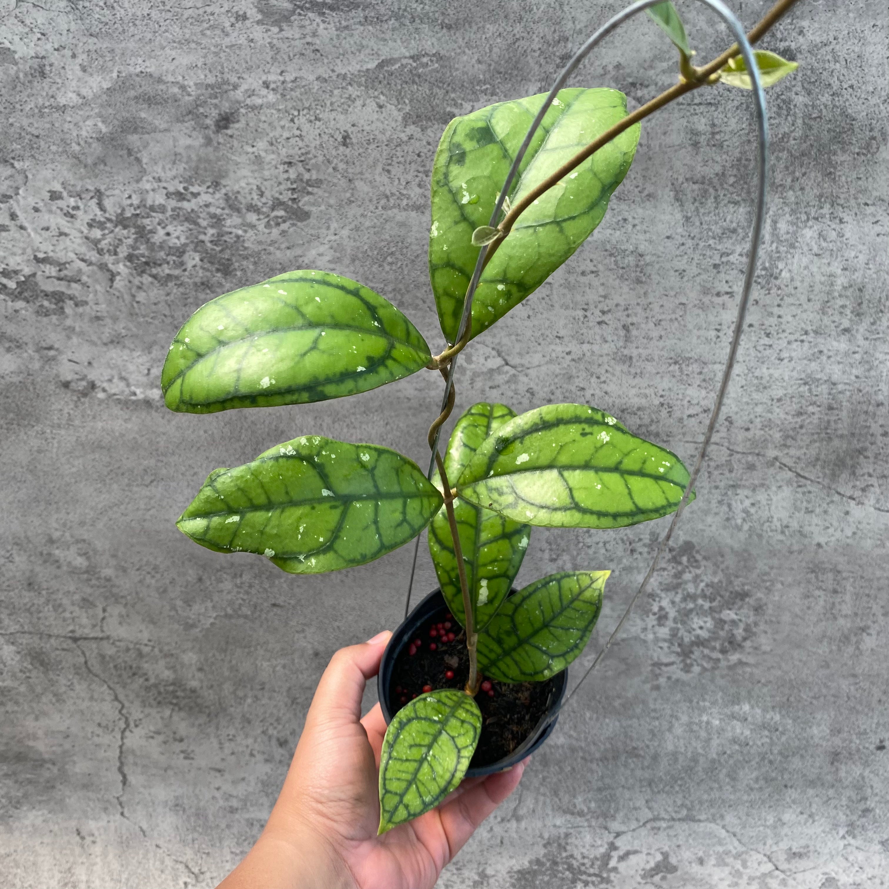 RP60-8 Hoya Callistophylla Venna