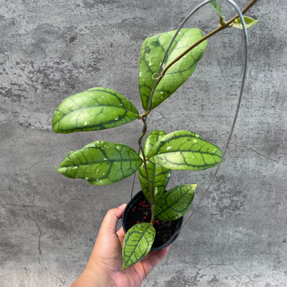 RP60-8 Hoya Callistophylla Venna