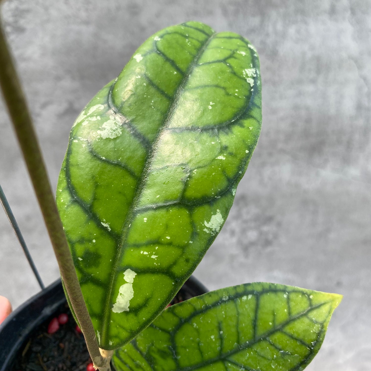 RP60-8 Hoya Callistophylla Venna