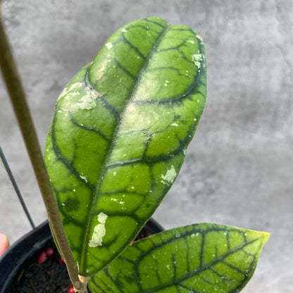 RP60-8 Hoya Callistophylla Venna