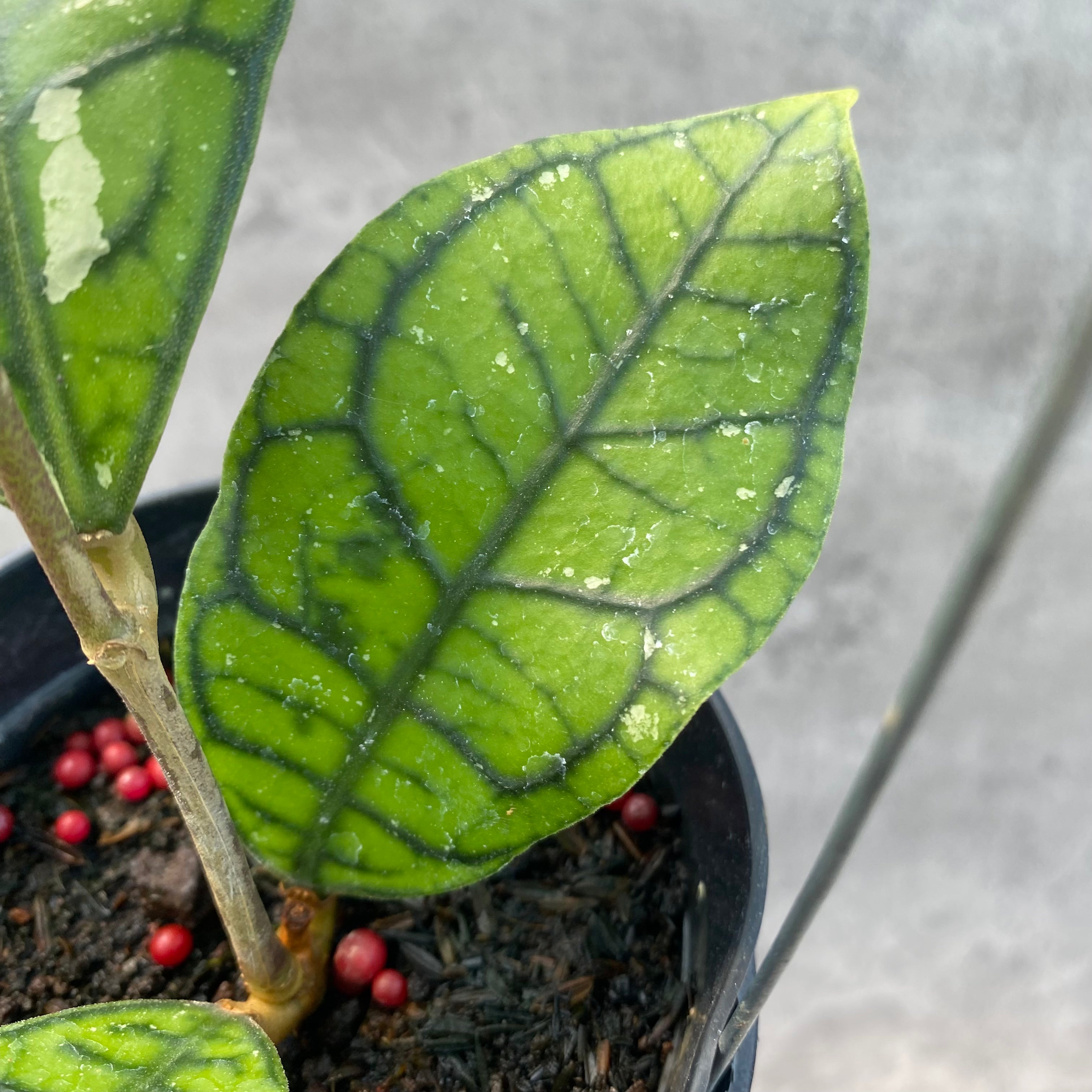 RP60-8 Hoya Callistophylla Venna