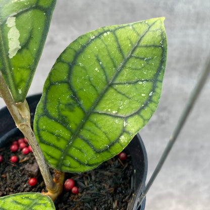 RP60-8 Hoya Callistophylla Venna
