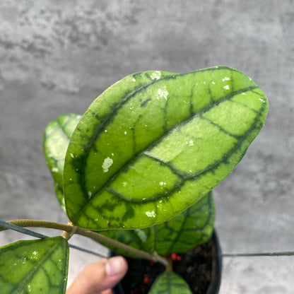 RP60-8 Hoya Callistophylla Venna
