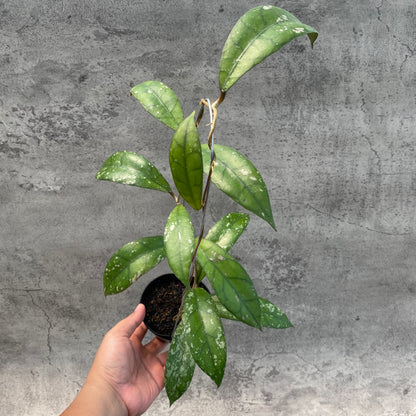 RP54-8 Hoya Clemensiorum Splash SP Borneo 2
