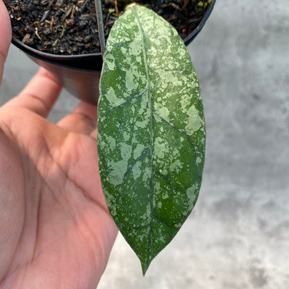 RP54-8 Hoya Clemensiorum Splash SP Borneo 2