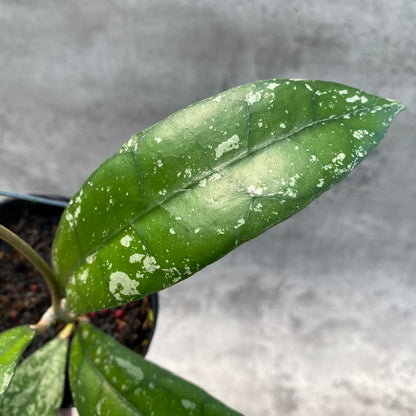 RP54-8 Hoya Clemensiorum Splash SP Borneo 2