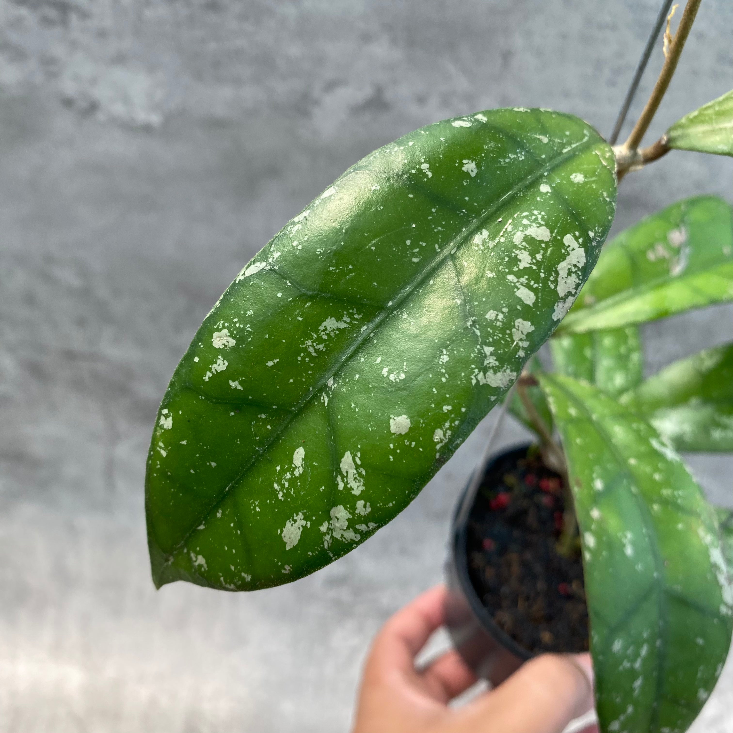 RP54-8 Hoya Clemensiorum Splash SP Borneo 2