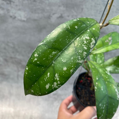 RP54-8 Hoya Clemensiorum Splash SP Borneo 2