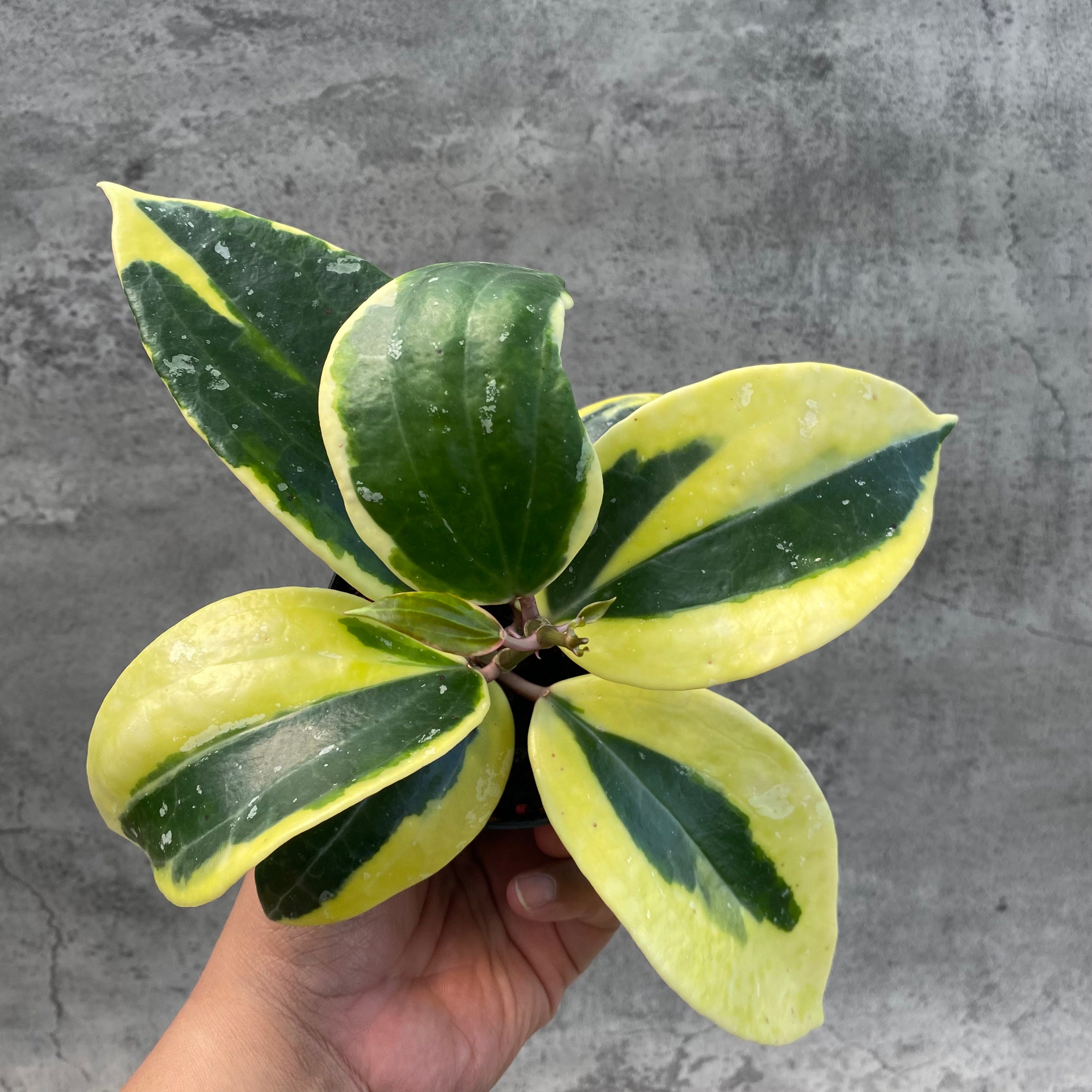 RP47-8 Hoya Latifolia Albomarginata Roundleaf