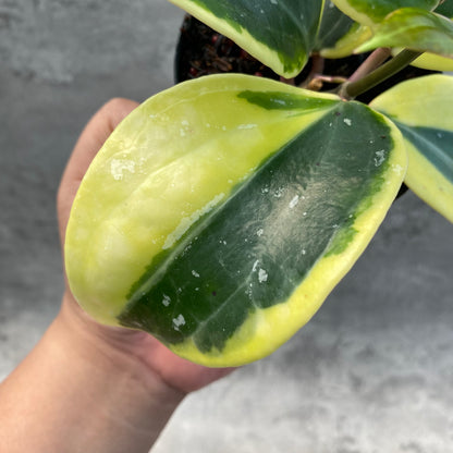 RP47-8 Hoya Latifolia Albomarginata Roundleaf