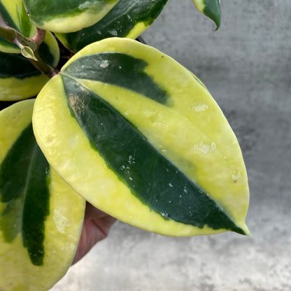 RP47-8 Hoya Latifolia Albomarginata Roundleaf