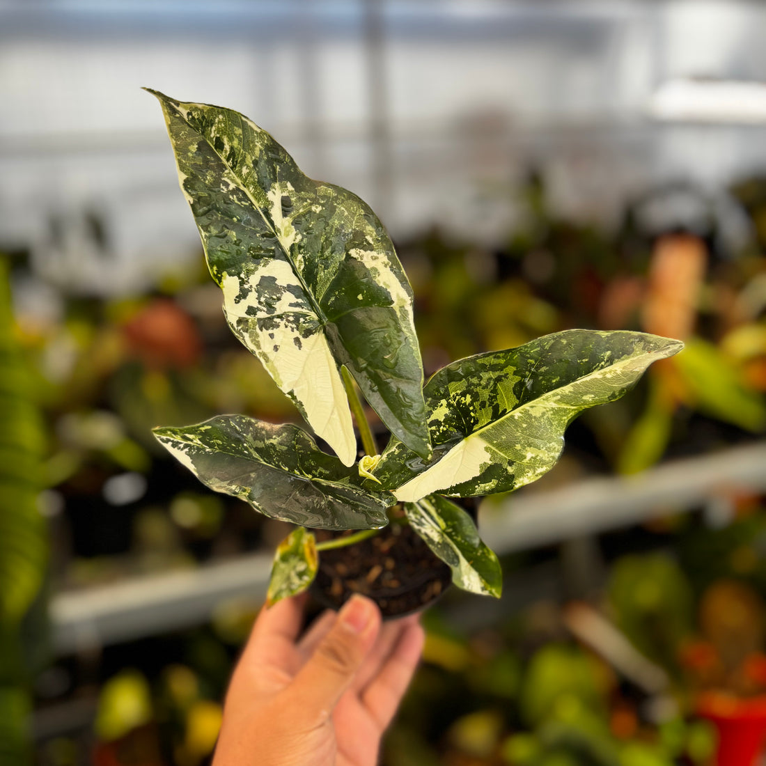 Alocasia Simpo Albo Variegated