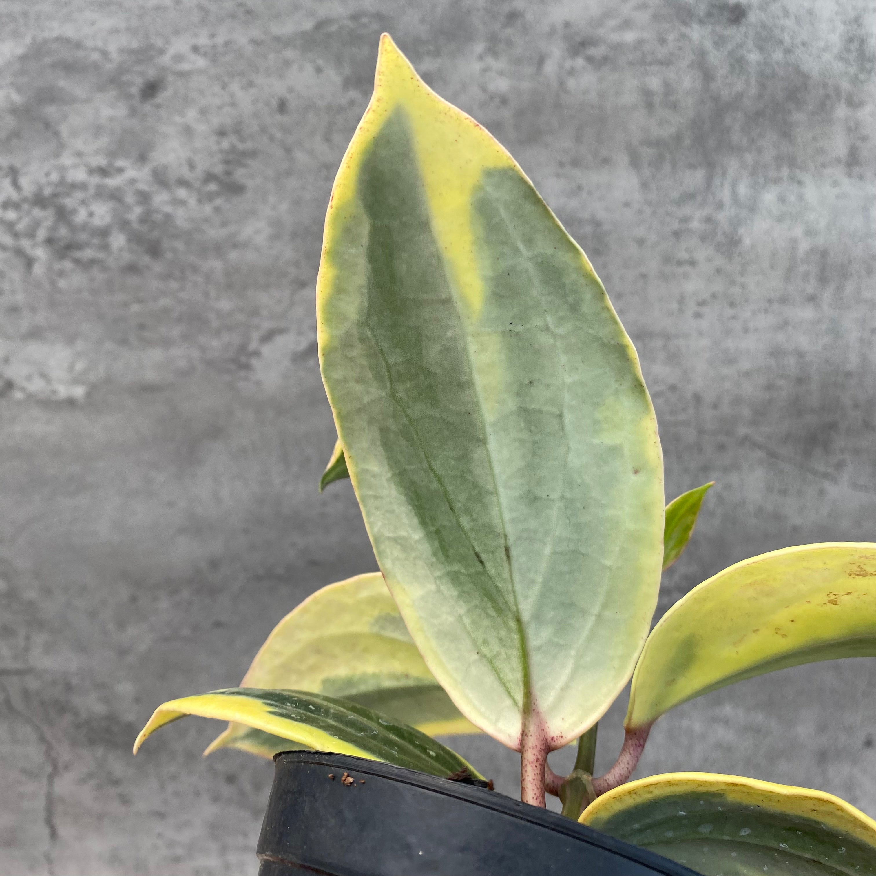 RP47-8 Hoya Latifolia Albomarginata Roundleaf