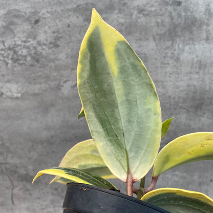 RP47-8 Hoya Latifolia Albomarginata Roundleaf