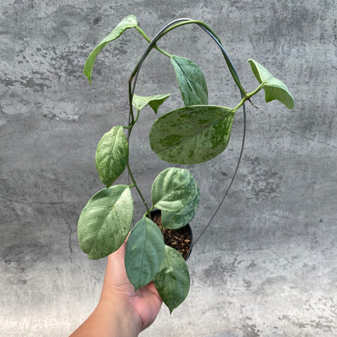 RP52-8 Hoya Coriacea Silver