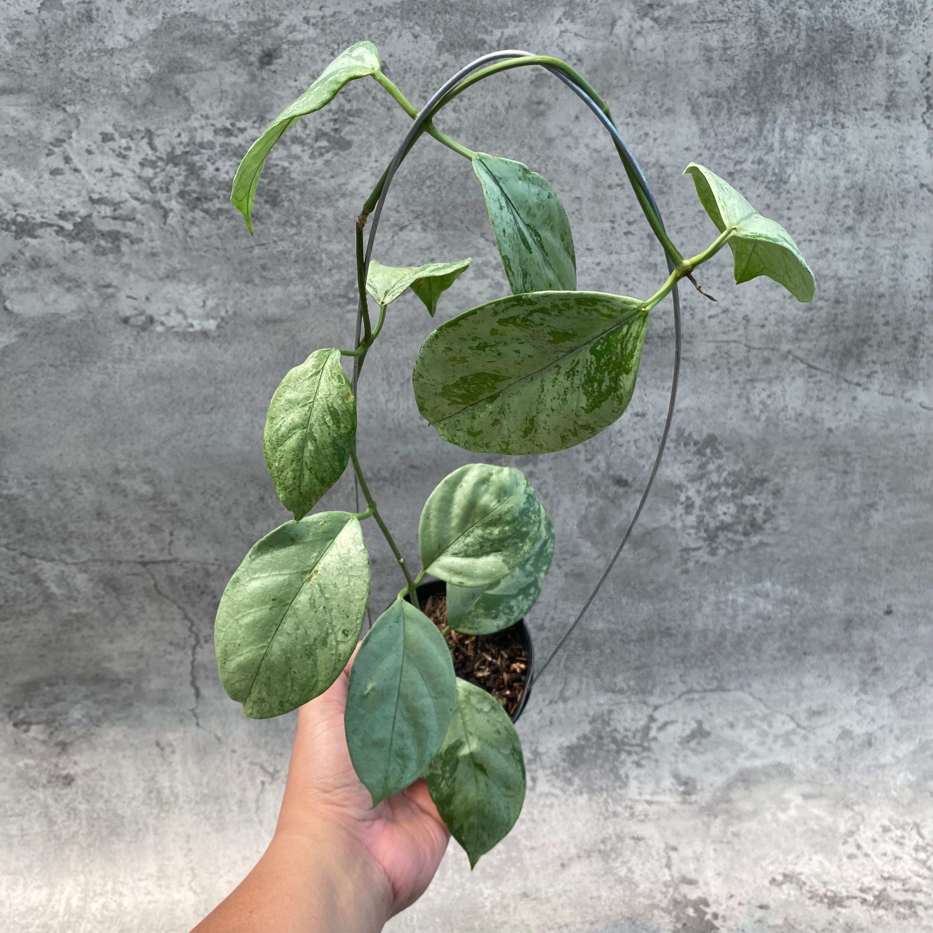 RP52-8 Hoya Coriacea Silver