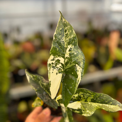 Alocasia Simpo Albo Variegated
