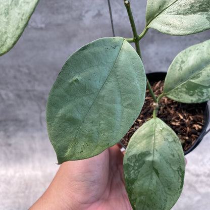 RP52-8 Hoya Coriacea Silver