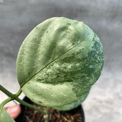 RP52-8 Hoya Coriacea Silver