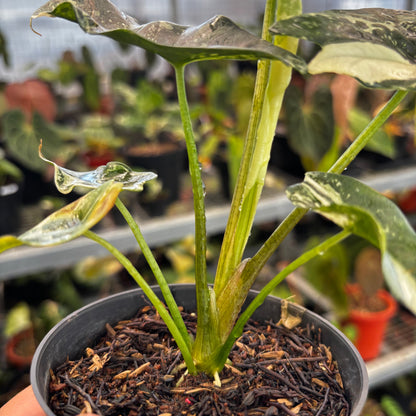 Alocasia Simpo Albo Variegated