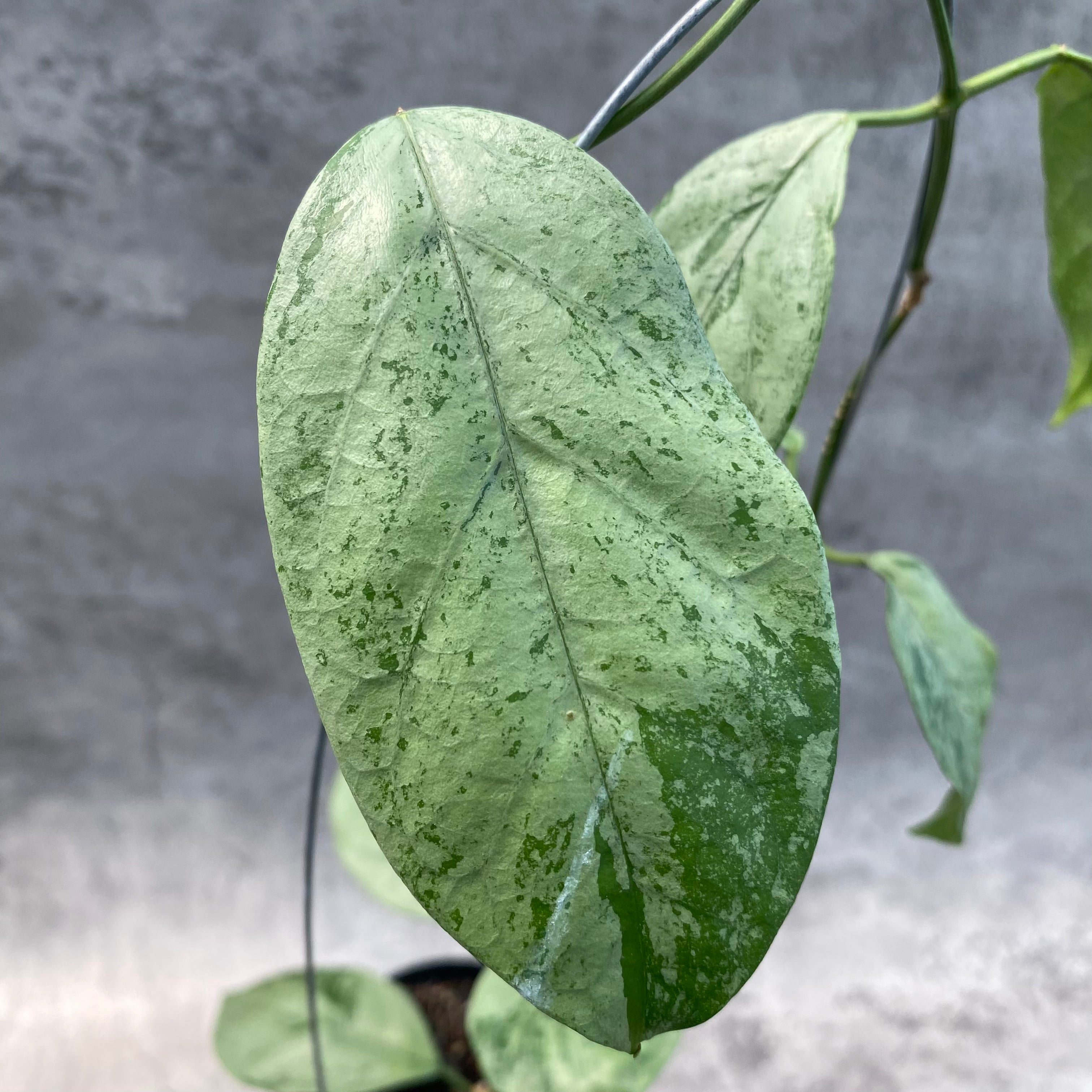 RP52-8 Hoya Coriacea Silver