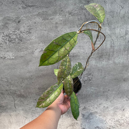 RP53-8 Hoya Clemensiorum Splash SP Borneo 3