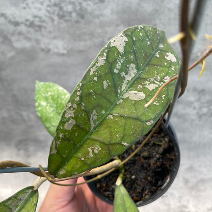 RP53-8 Hoya Clemensiorum Splash SP Borneo 3